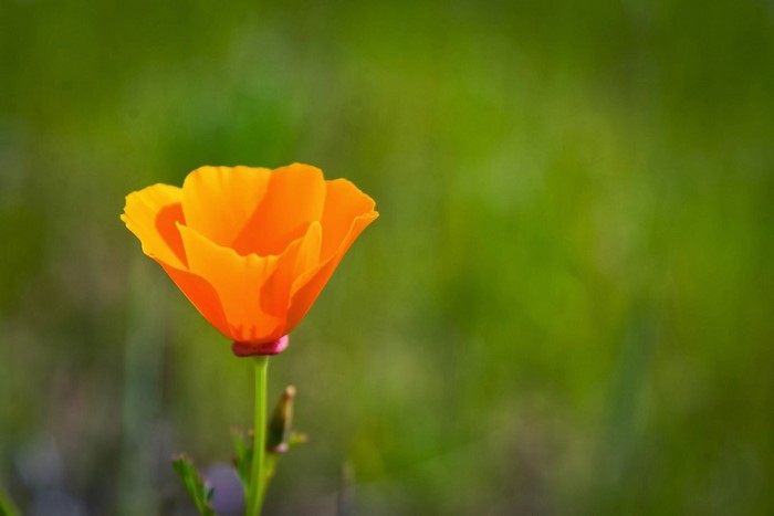 Orange California Poppy in a Green Field