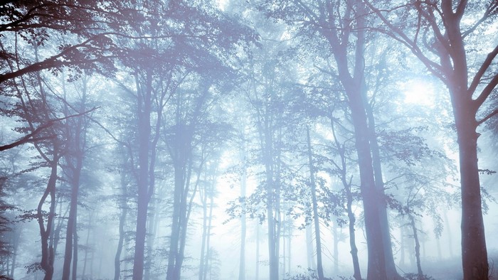 Sunlight filtering through trees in a misty forest
