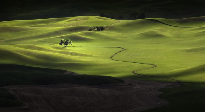 Rolling green hills with a lone tree and winding path