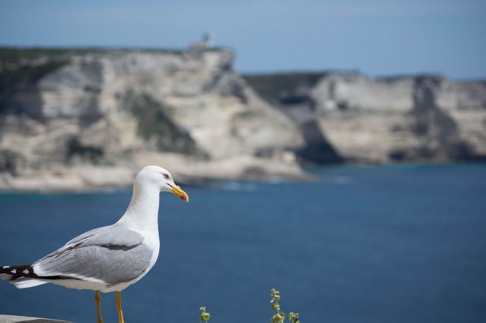 Seagull on a cliff overlooking the sea