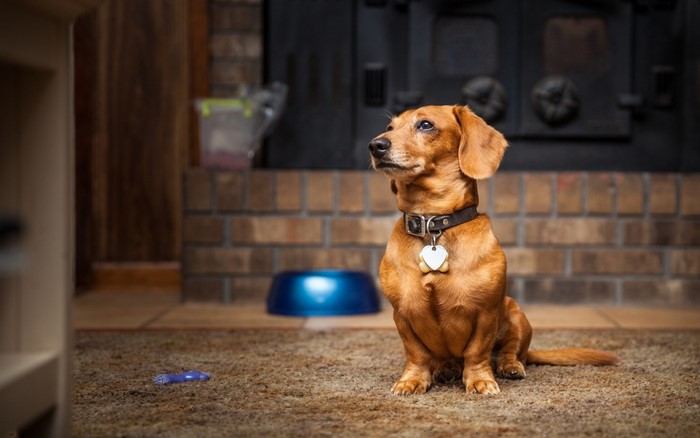 Brown Dachshund dog sitting on a rug