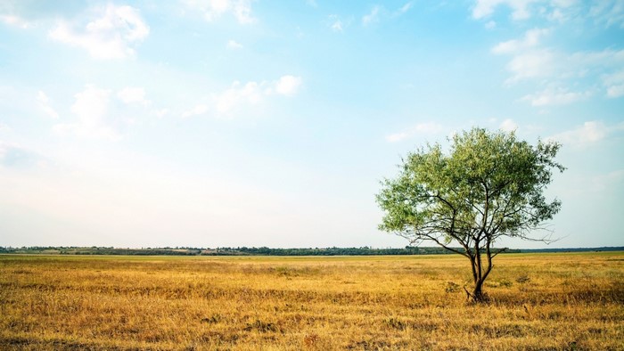 A lone tree in a dry grassy field under a blue sky