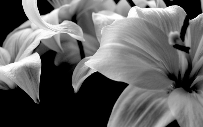 Monochrome close-up of white lily petals against a black background