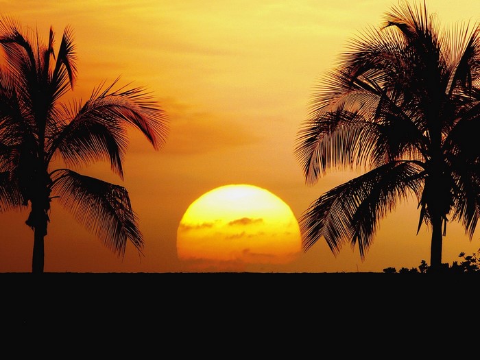 Sunset with Palm Trees