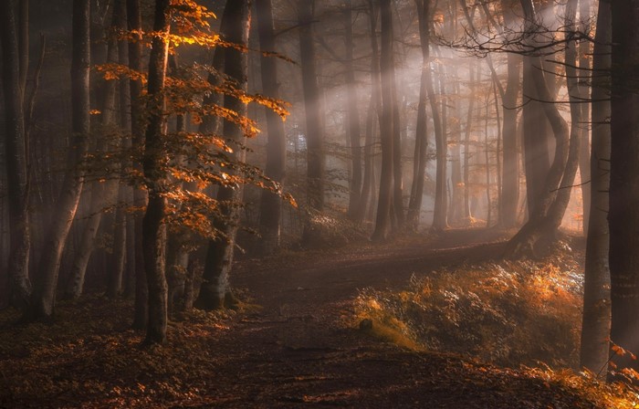 Sunlight Filtering Through Autumn Forest Trees