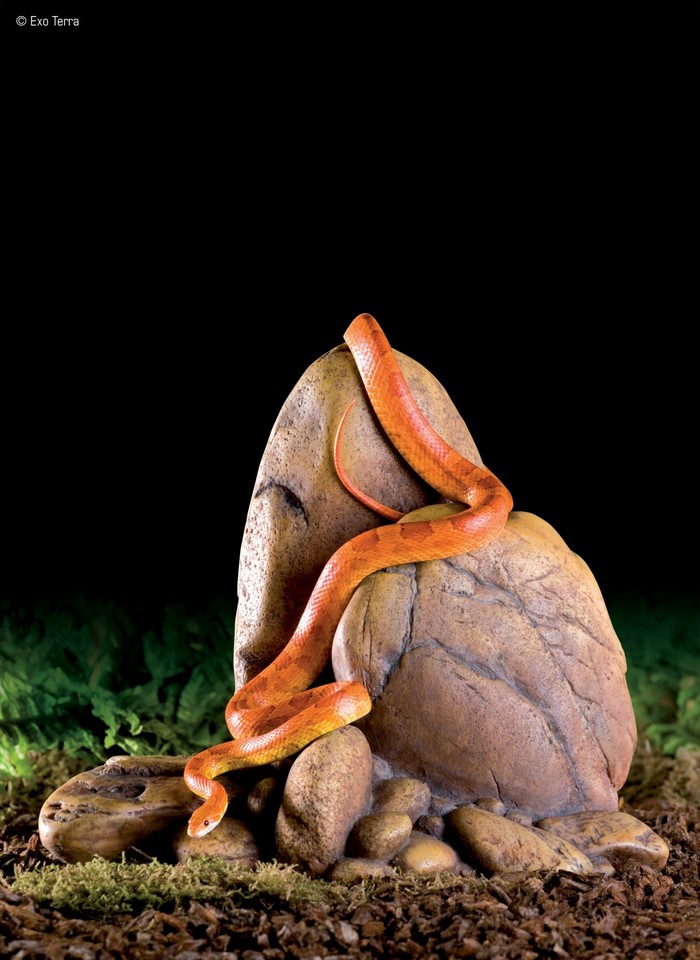 Orange snake on a rock sculpture