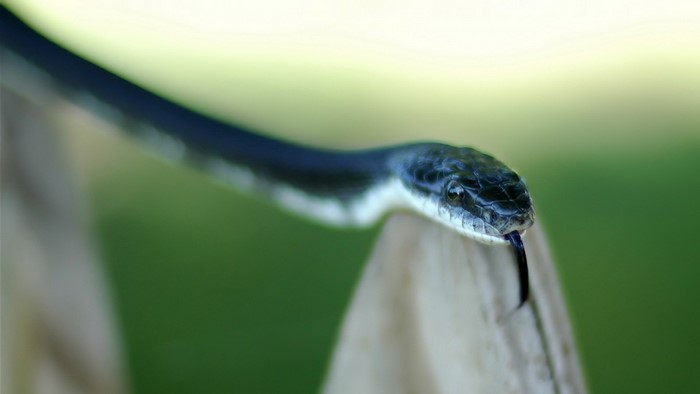Close up of a black snake with its tongue out