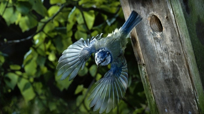 Blue tit bird flying near a wooden birdhouse
