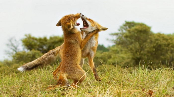 Two young foxes play fighting in a grassy field