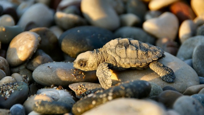 Baby sea turtle on a rocky beach