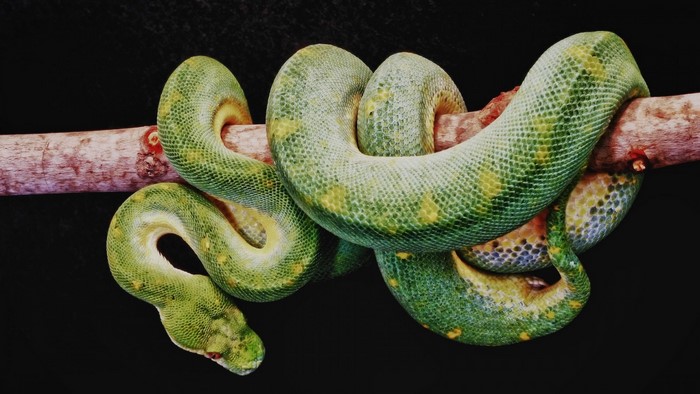 Green snake coiled on a branch