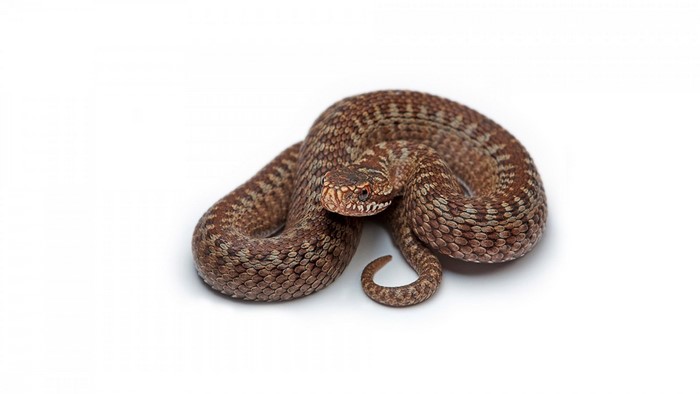 A coiled viper snake on a white background