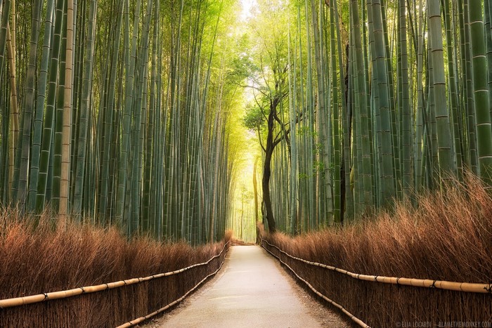 Arashiyama Bamboo Grove Path with Sunlight