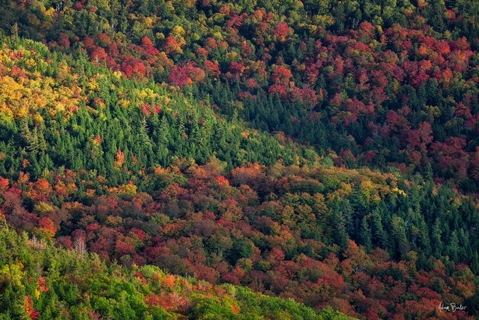 Autumn forest landscape with colorful trees on a hillside