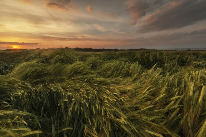 Wheat field at sunset with wind
