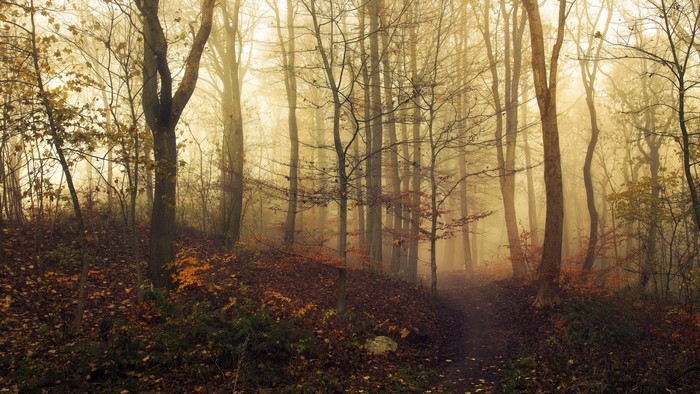 Misty forest path in autumn with fallen leaves