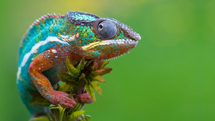 Close up of a colorful chameleon on a plant