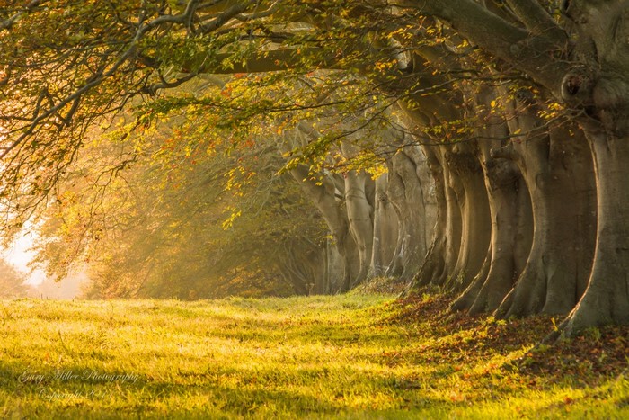 Sunlight filtering through trees in an autumn forest