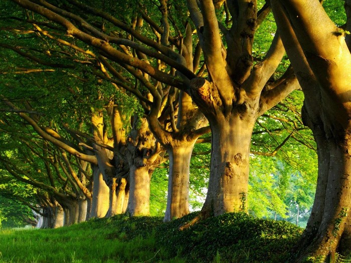 Sunlight filtering through a row of large trees