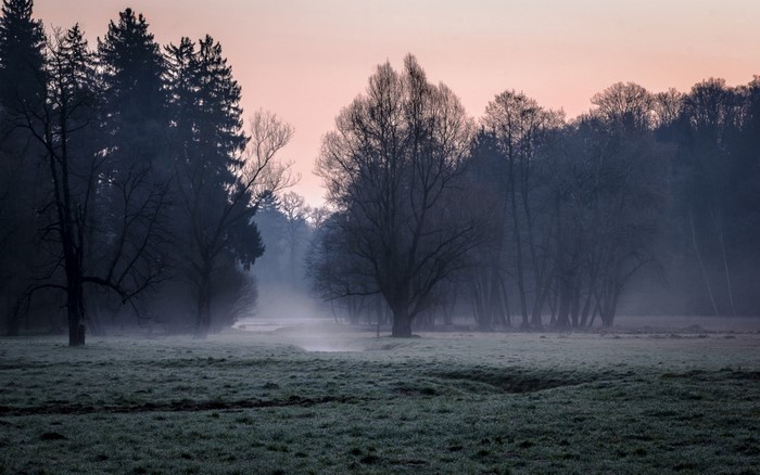 Misty forest landscape at sunrise with frost on grass