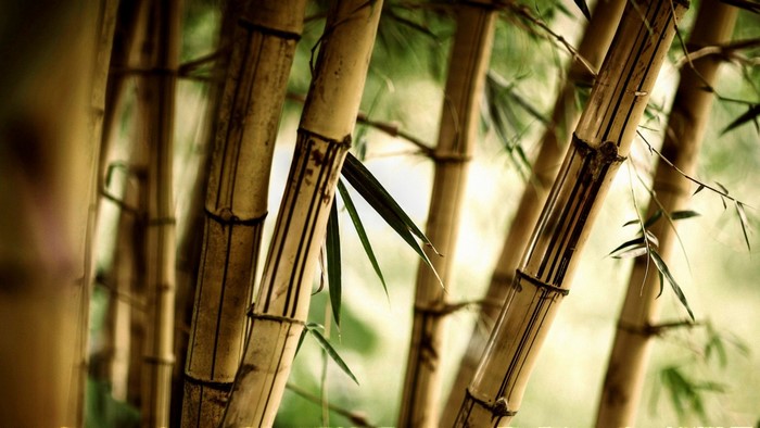 Close up of bamboo stalks with sunlight