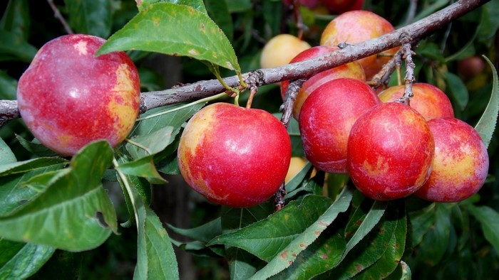Ripe Red Apples Hanging on Tree Branch