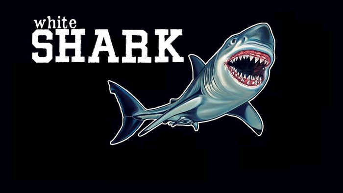 White Shark Illustration