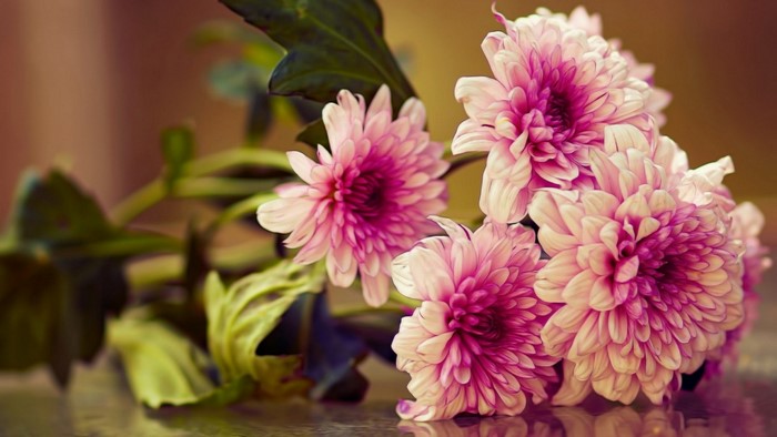Pink Chrysanthemum Flowers with Green Leaves