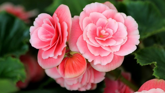 Close-up of pink begonia flowers and buds