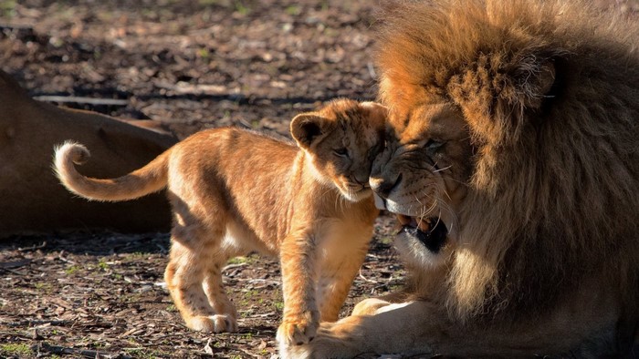 Lion cub nuzzles adult lion in a zoo