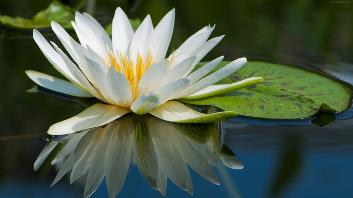 White Lotus Flower on Water with Reflection
