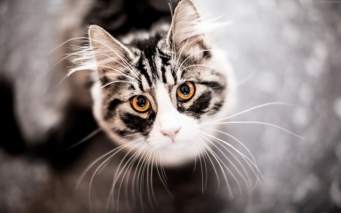 cat, eyes, kitten, Kitty, cute, gray