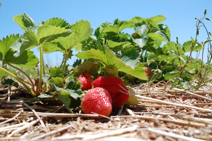 Strawberries growing on a plant in a field