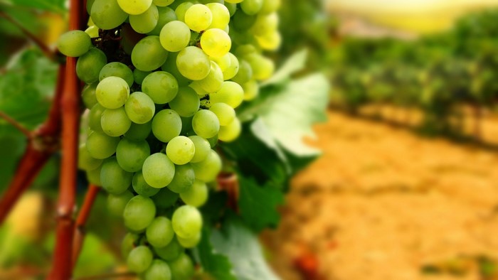 Green grapes on a vine in a vineyard