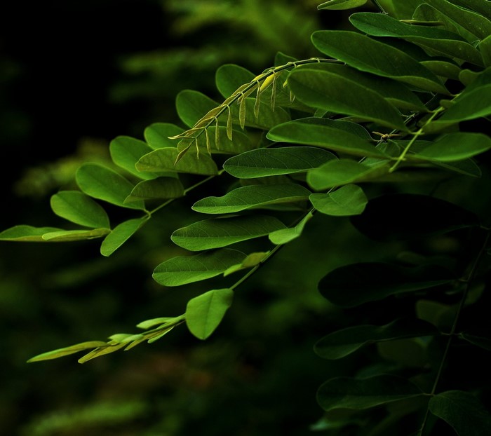 Green Leaves Bathed in Soft Sunlight