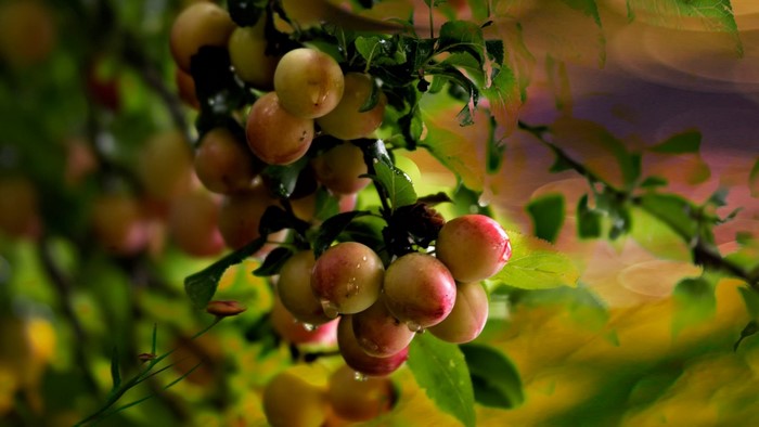 Plums on a branch with green leaves