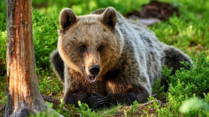 Brown bear lying in green forest with tree trunk