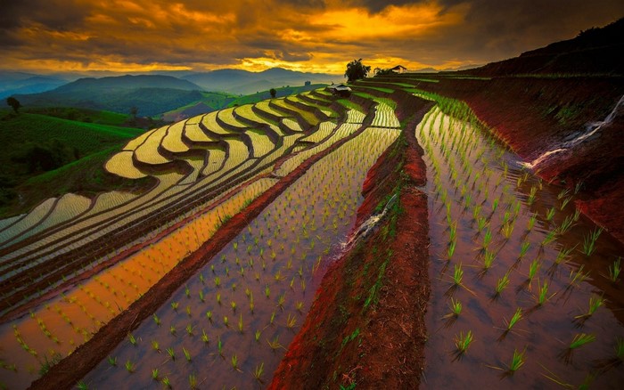 Terraced rice paddies in Thailand at sunset