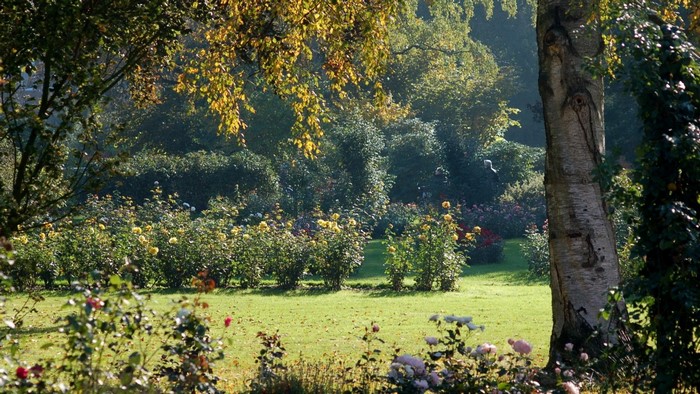 A sunlit garden with rose bushes and a large tree