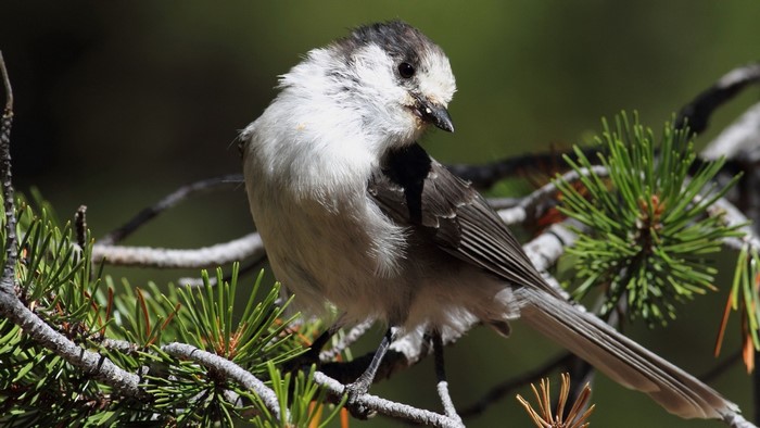 Gray Jay perched on a pine branch