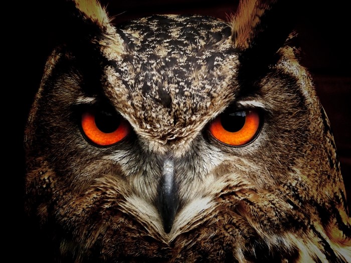 Close up of an owl's face with bright orange eyes
