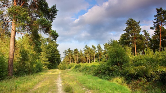 Dirt path through a sunlit forest with clouds