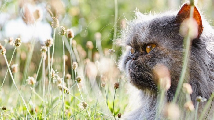 Persian cat in tall grass with shallow depth of field