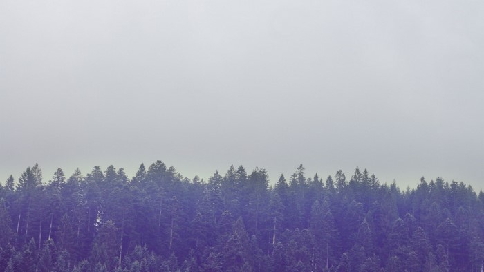 Misty forest landscape with muted colors