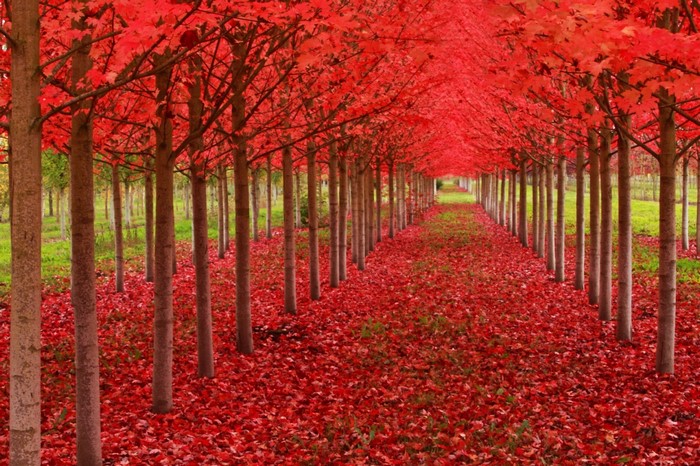 Pathway Through Vibrant Red Maple Trees in Autumn