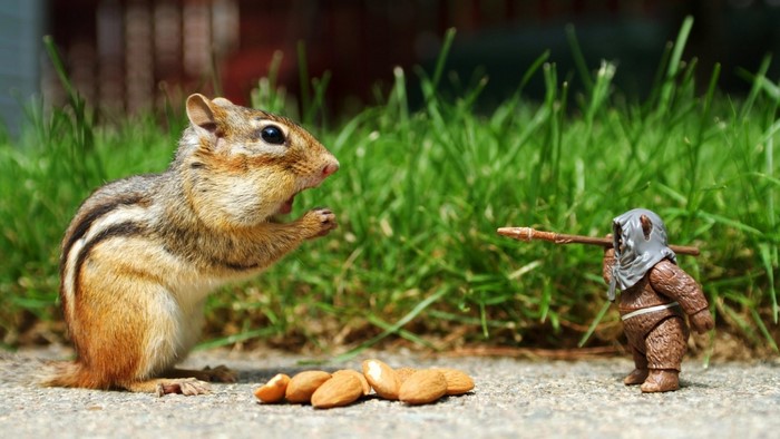 Chipmunk confronts Ewok toy with almonds