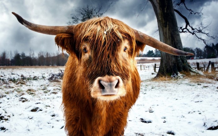 Highland cow with long horns in a snowy field