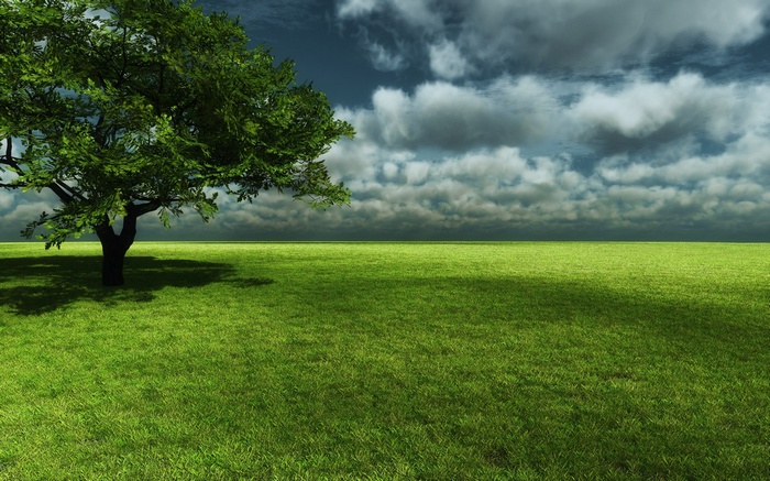 A lone tree casts a shadow on a grassy field under a cloudy sky.
