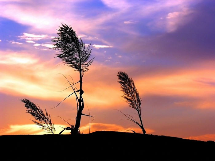 Silhouette of tall grass against a colorful sunset sky