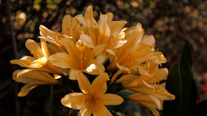 Close up of yellow Clivia flowers with dark background